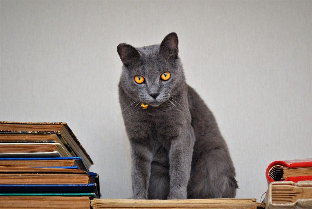 Na této fotografii je modrá kočka se žlutýma očima, hledí do objektivu a kolem sebe má štosy knih.