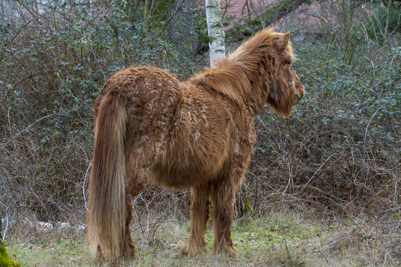 Na fotografii je hnědý kůň s neupravenou dlouhou srstí