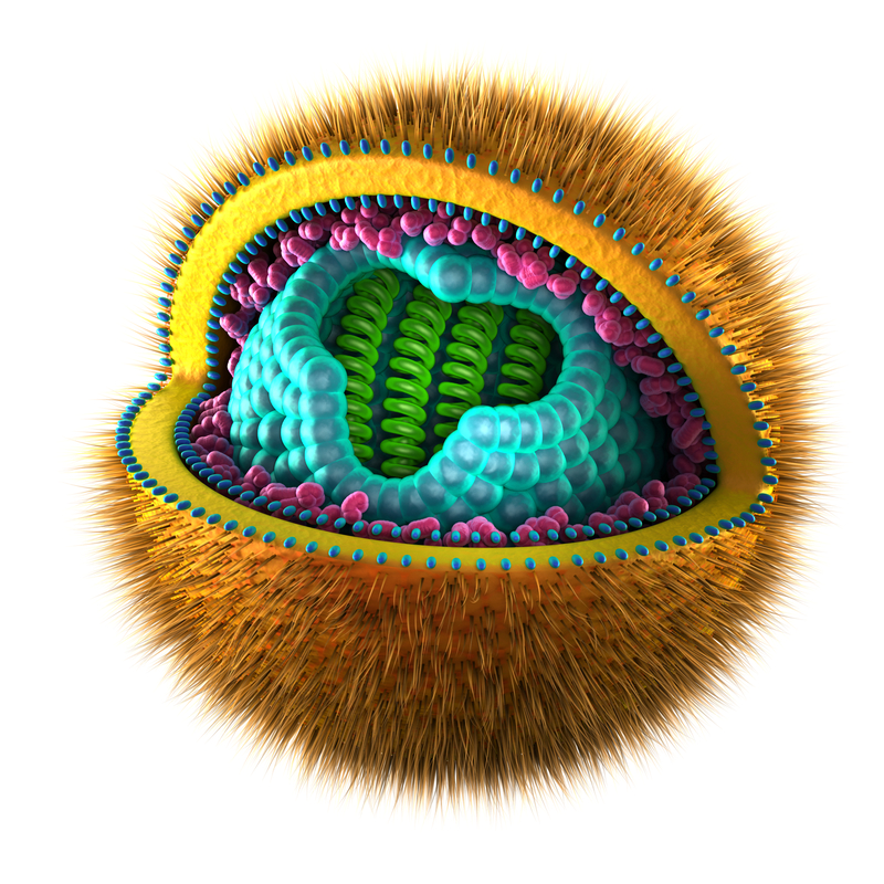 Ilustrace vnitřní struktury virionu herpesviru.