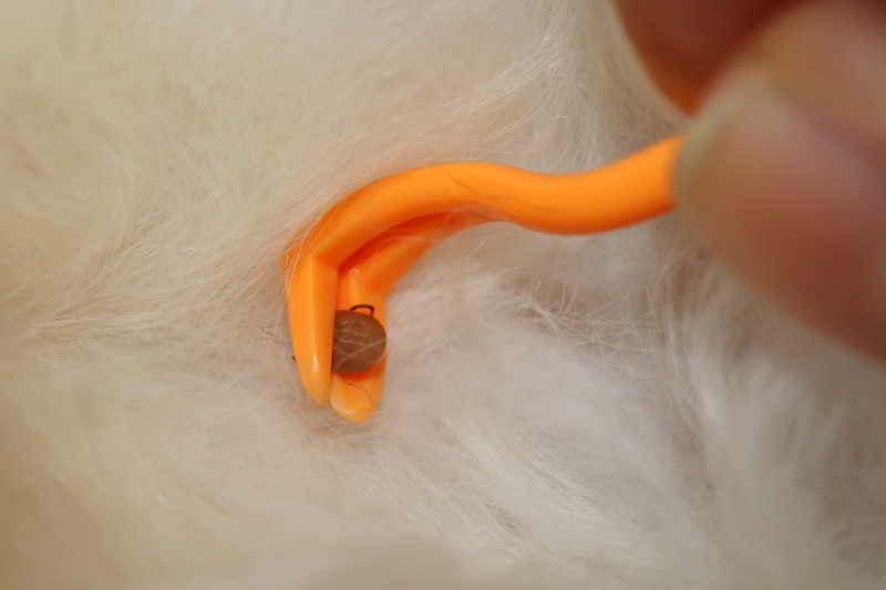 Na fotografii je klíště v bílé kočičí srsti, které zrovna ruka odstraňuje oranžovým háčkem