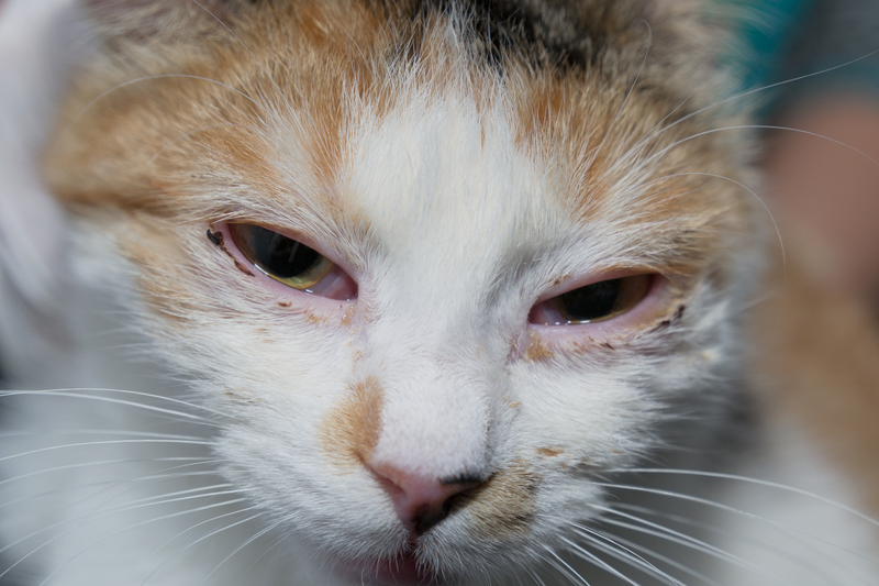 Na fotografii je detail obličeje trojbarevné kočky s přivřenýma zarudlýma očima a hnisavým výtokem z očí