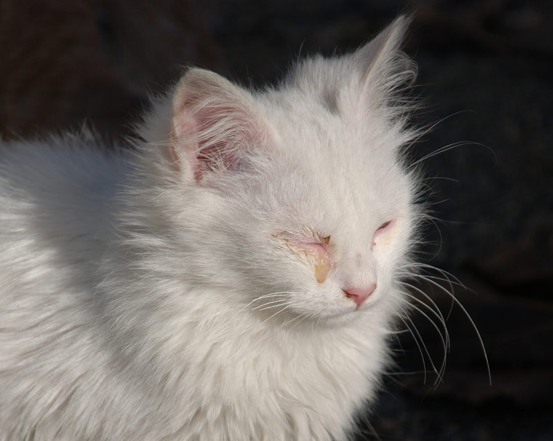 Na fotografii je bílá hlouhosrstá kočka se zavřenýma očima a žlutým výtokem z pravého oka