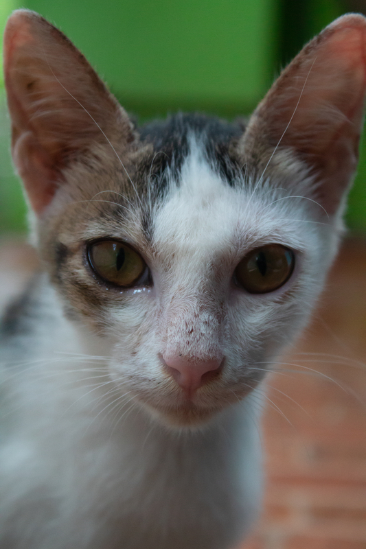 Na fotografii je portrét bílomourované kočky se slzícíma očima