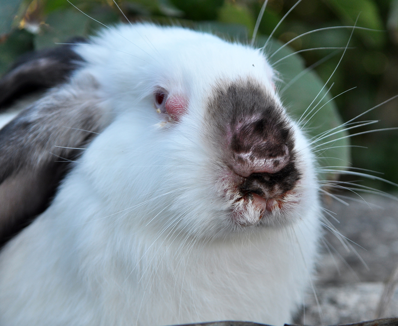 Na fotografii je zblízka focená hlava bílého králíka, který viditelně trpí myxomatózou