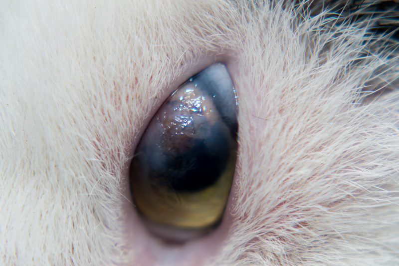 Na fotografii je detail oka kočky, jehož povrch je zvrásněn patologickým procesem