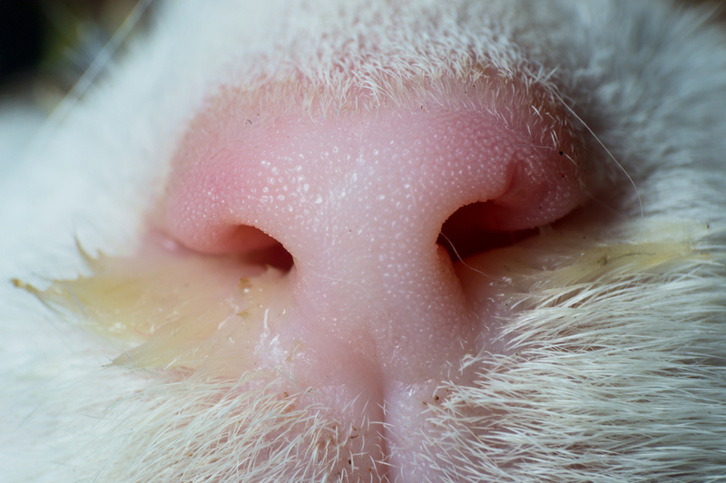 Makrofotografie, detail růžového nosu kočky se žlutým výtokem z nozder.