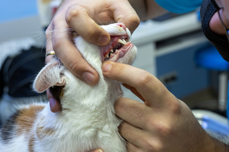 Na fotografii je kočka, které se veterinární lékař dívá do tlamky.