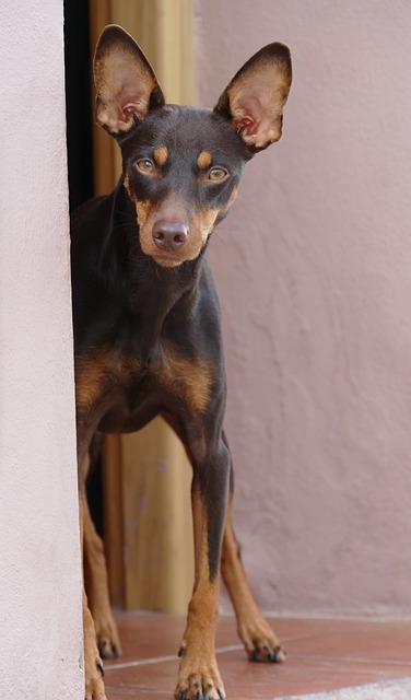 Na obrázku je krátkosrstý pes s velkýma špičatýma ušima